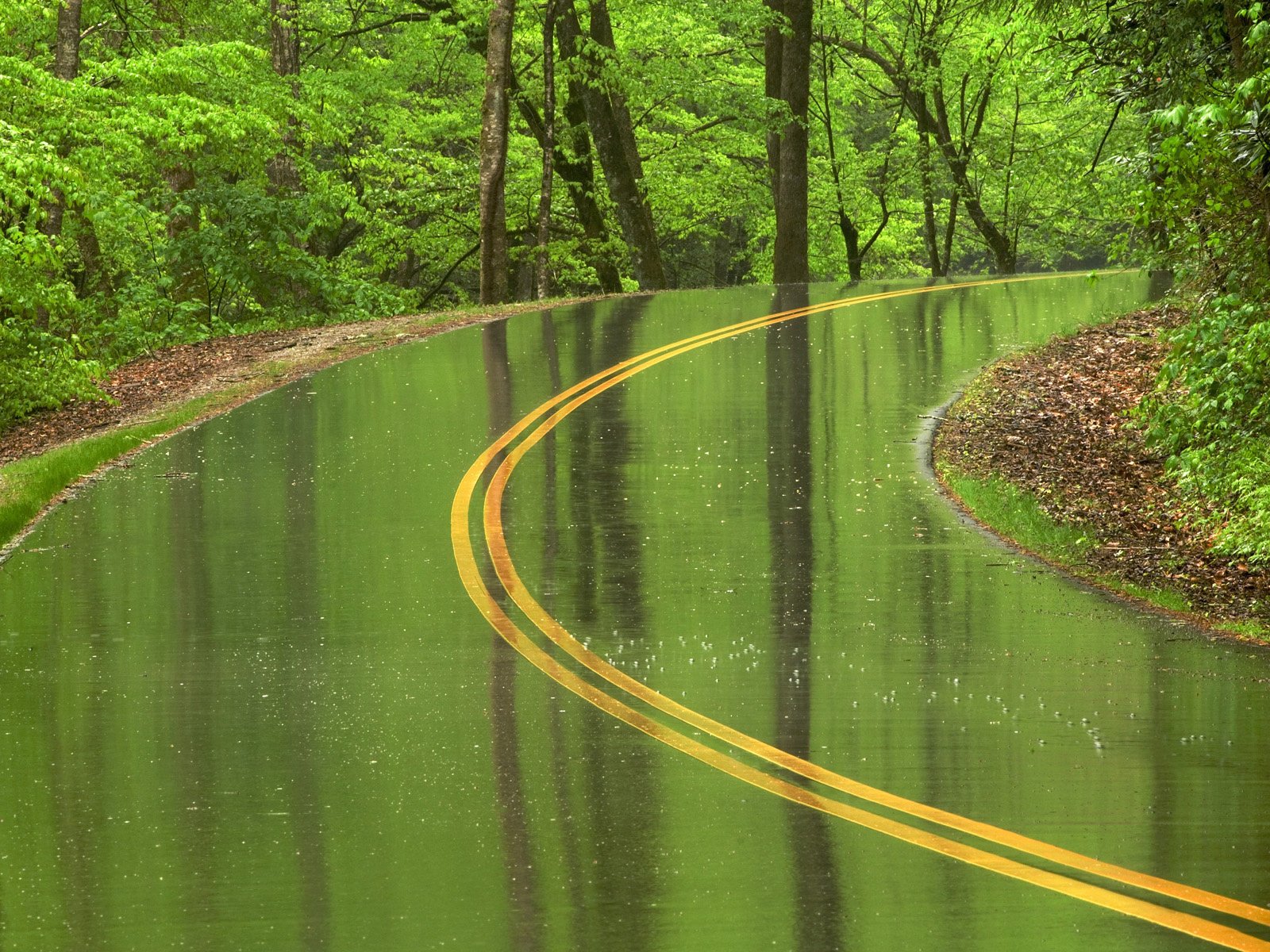 strada foresta gocce natura