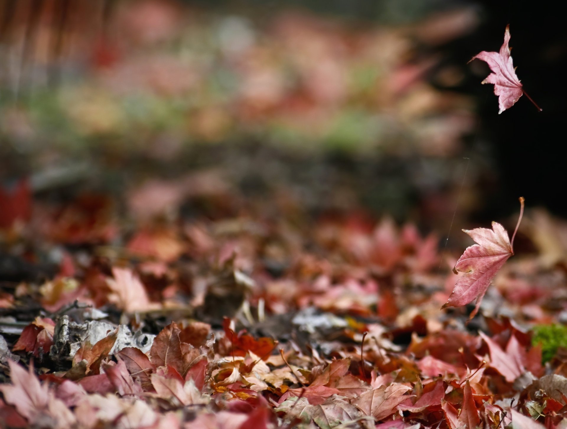 naturaleza follaje telarañas otoño