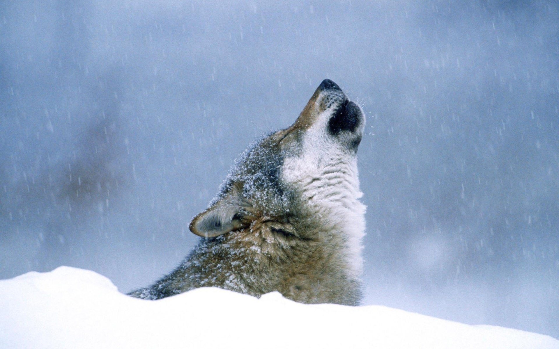 wolf winter howling snow