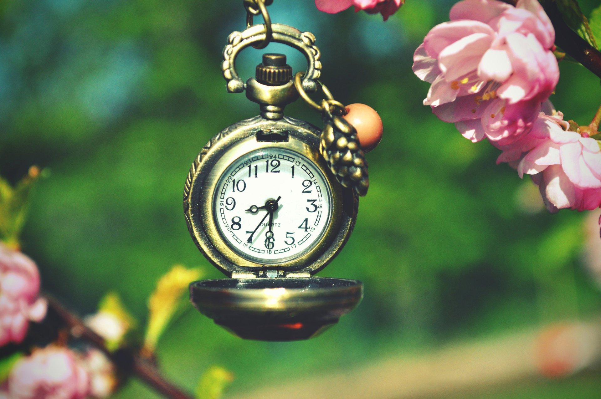 watch macro spring time branch sakura flowering cherry