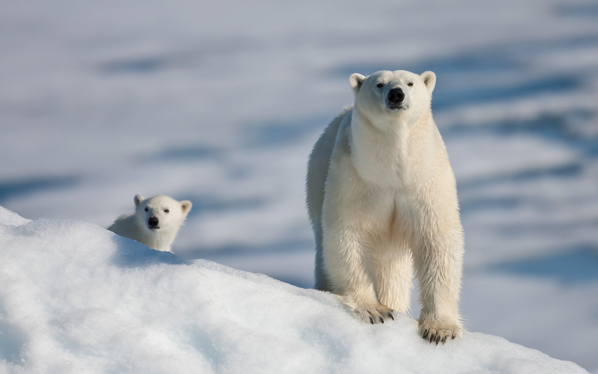 bear white claws paws snow