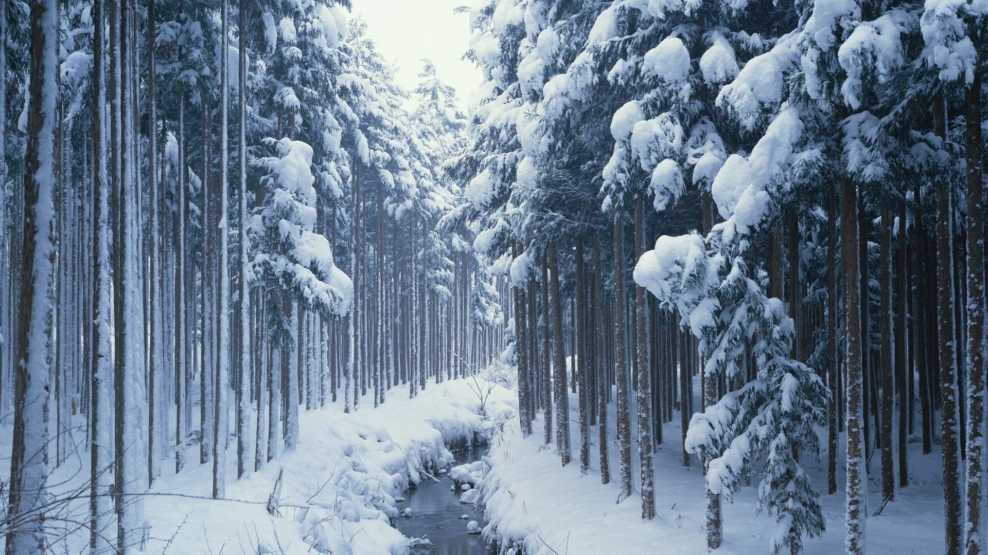 natura las strumień śnieg zima