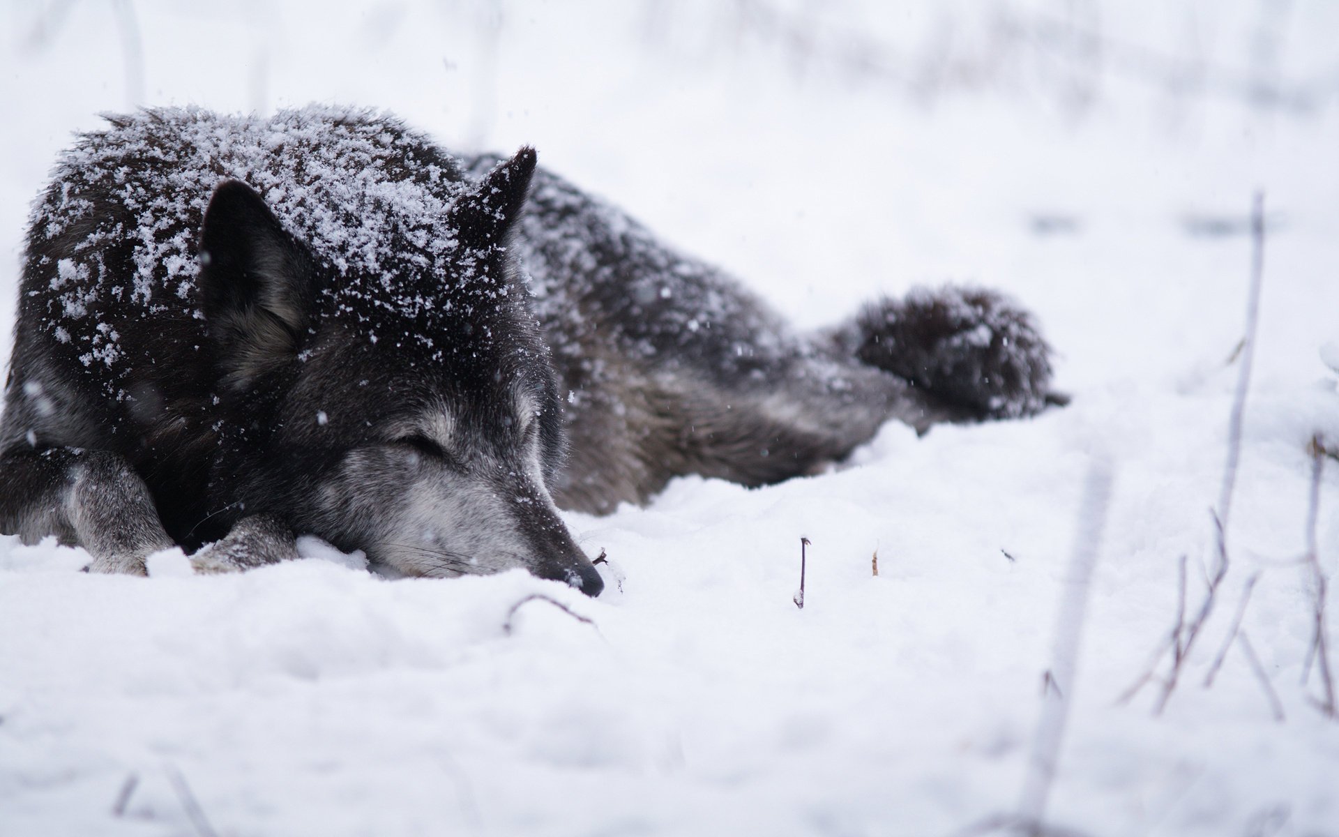 wolf schnee kälte