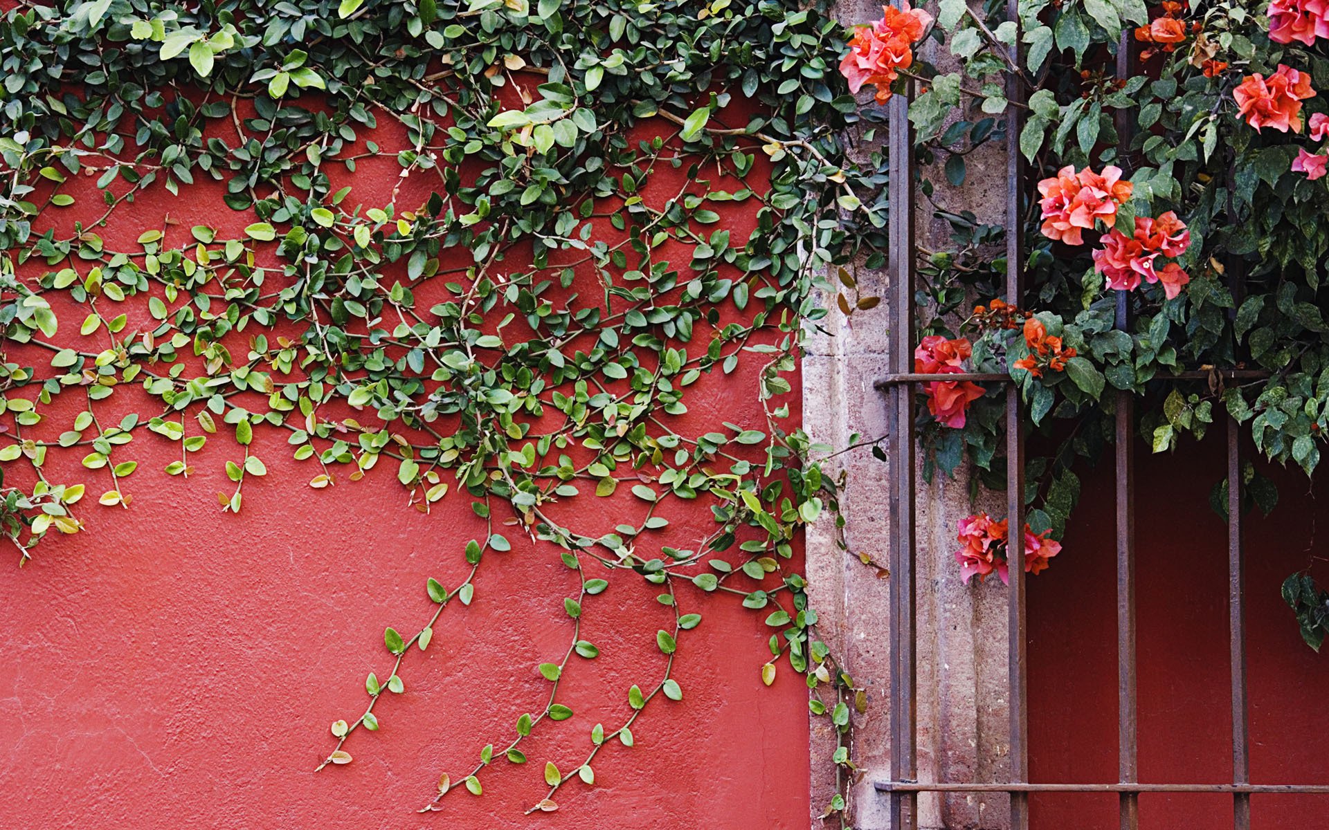 flowers wall plant vine