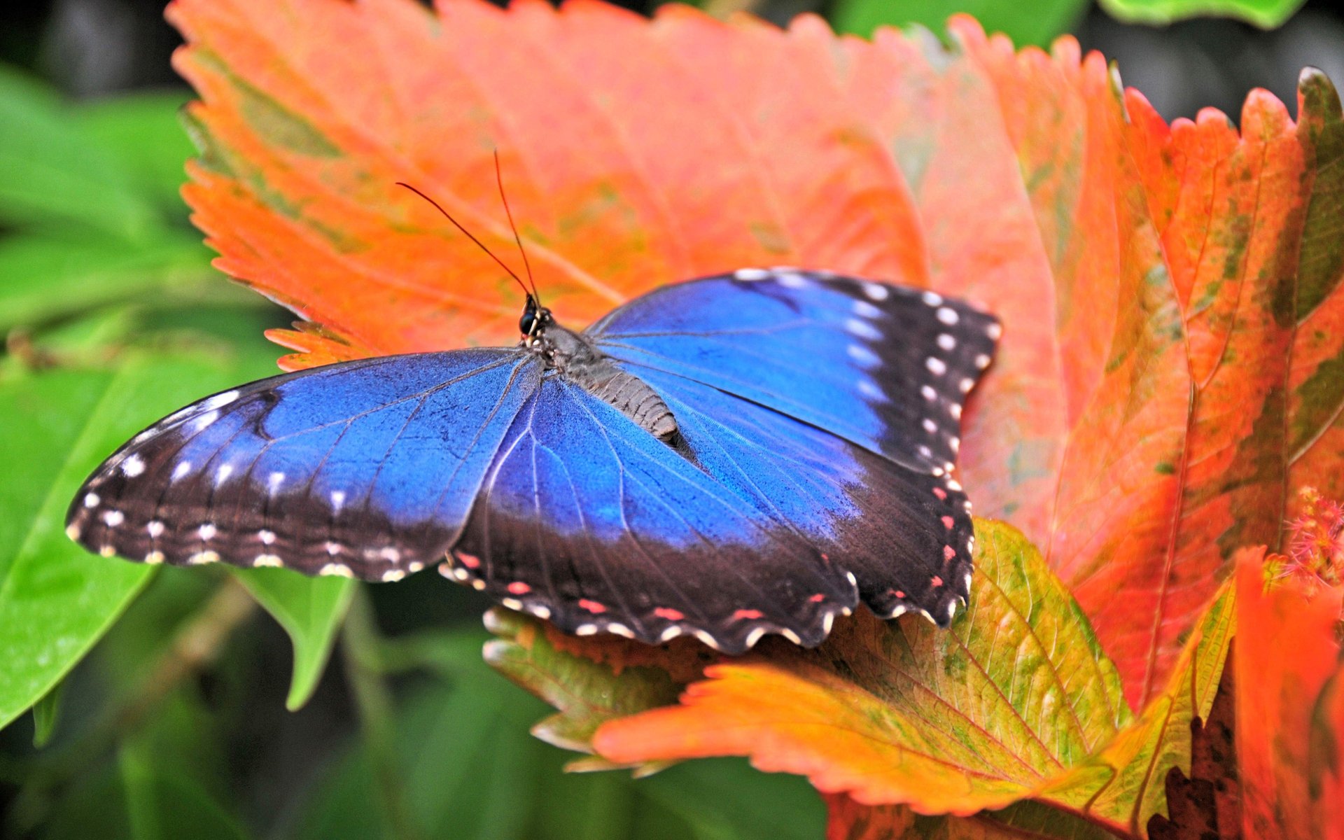 motyl niebieski pomarańczowy makro liść jasny jesień