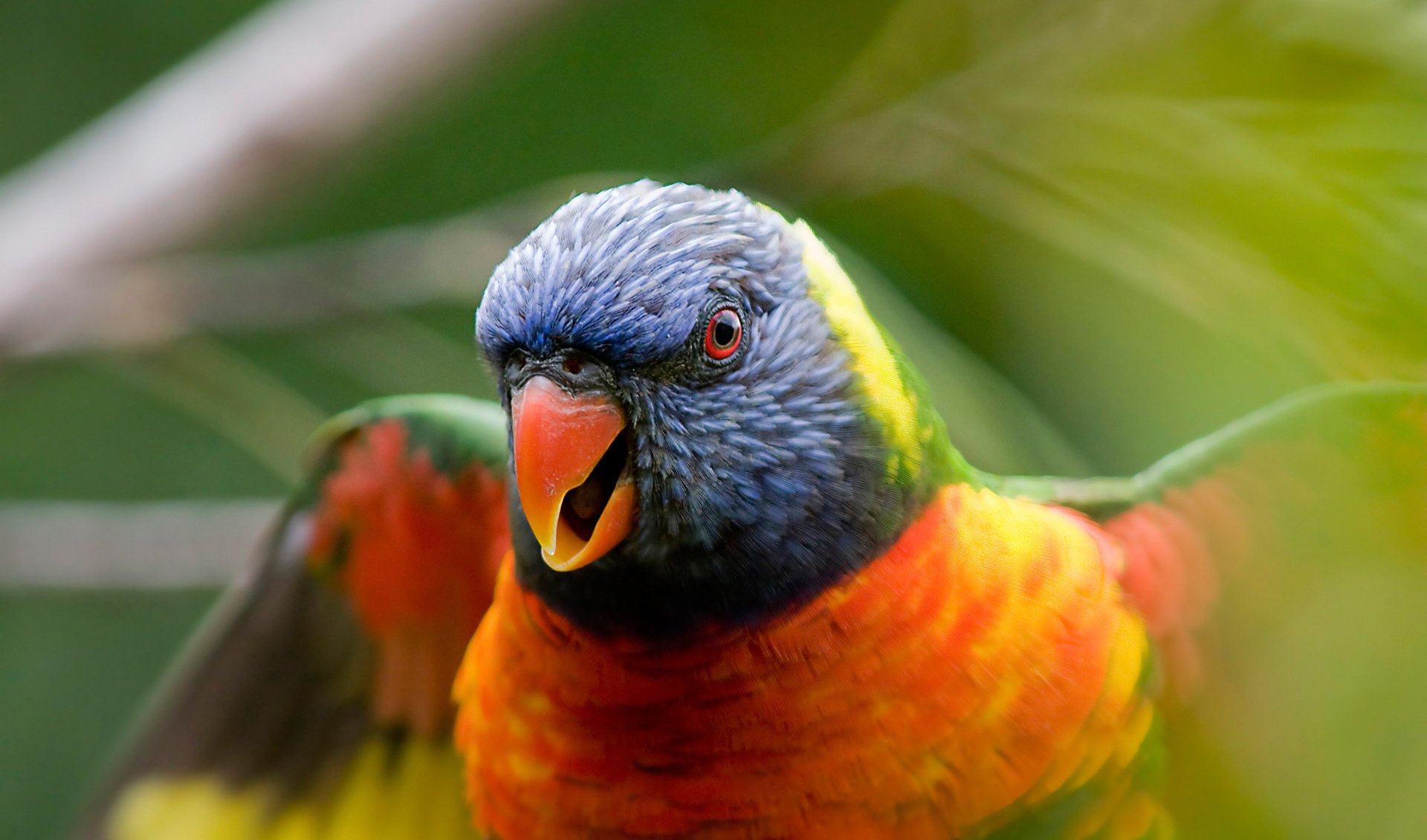 oiseau flou perroquet