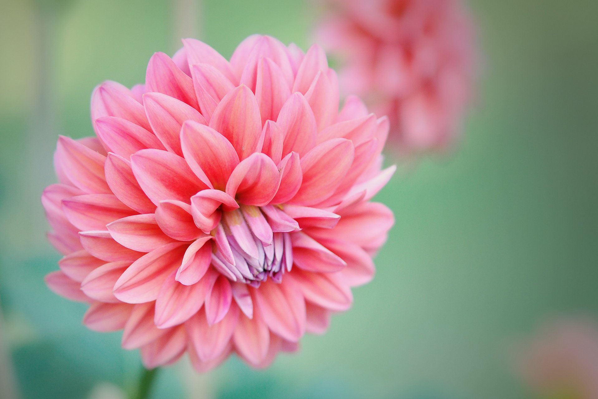 bourgeon fleurs rose