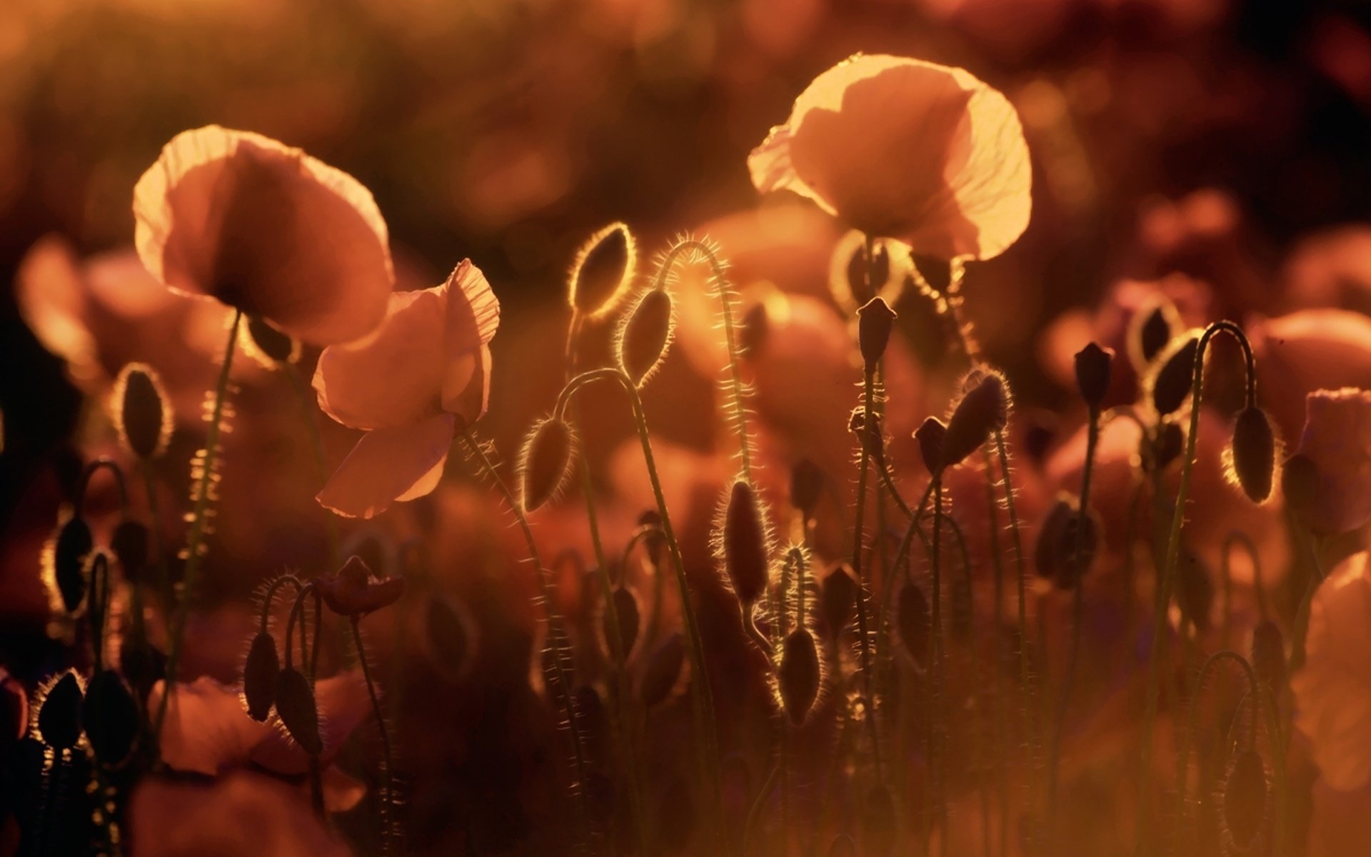 lumière pourpre coquelicots soleil