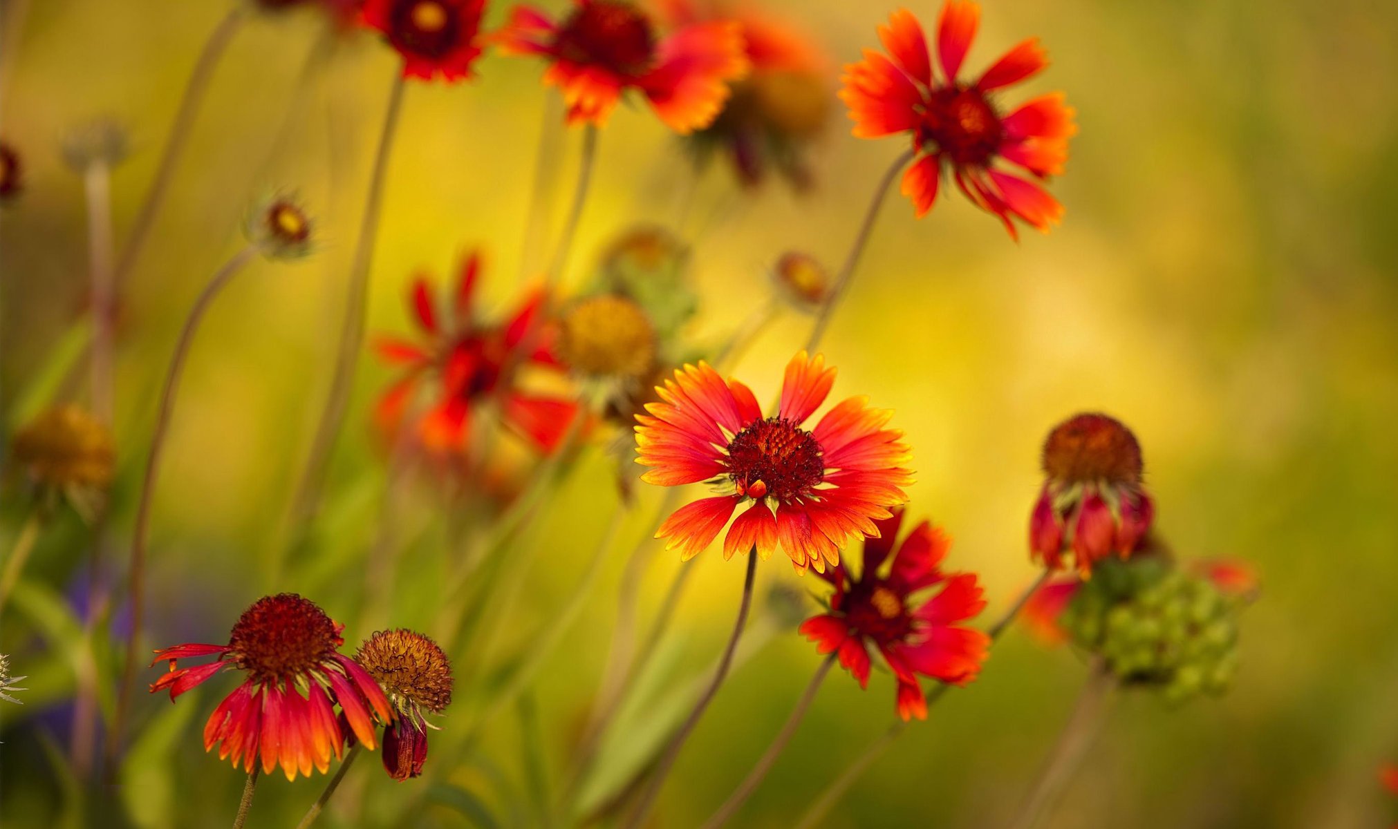 foto flores colores macro planta brillante rojo campo