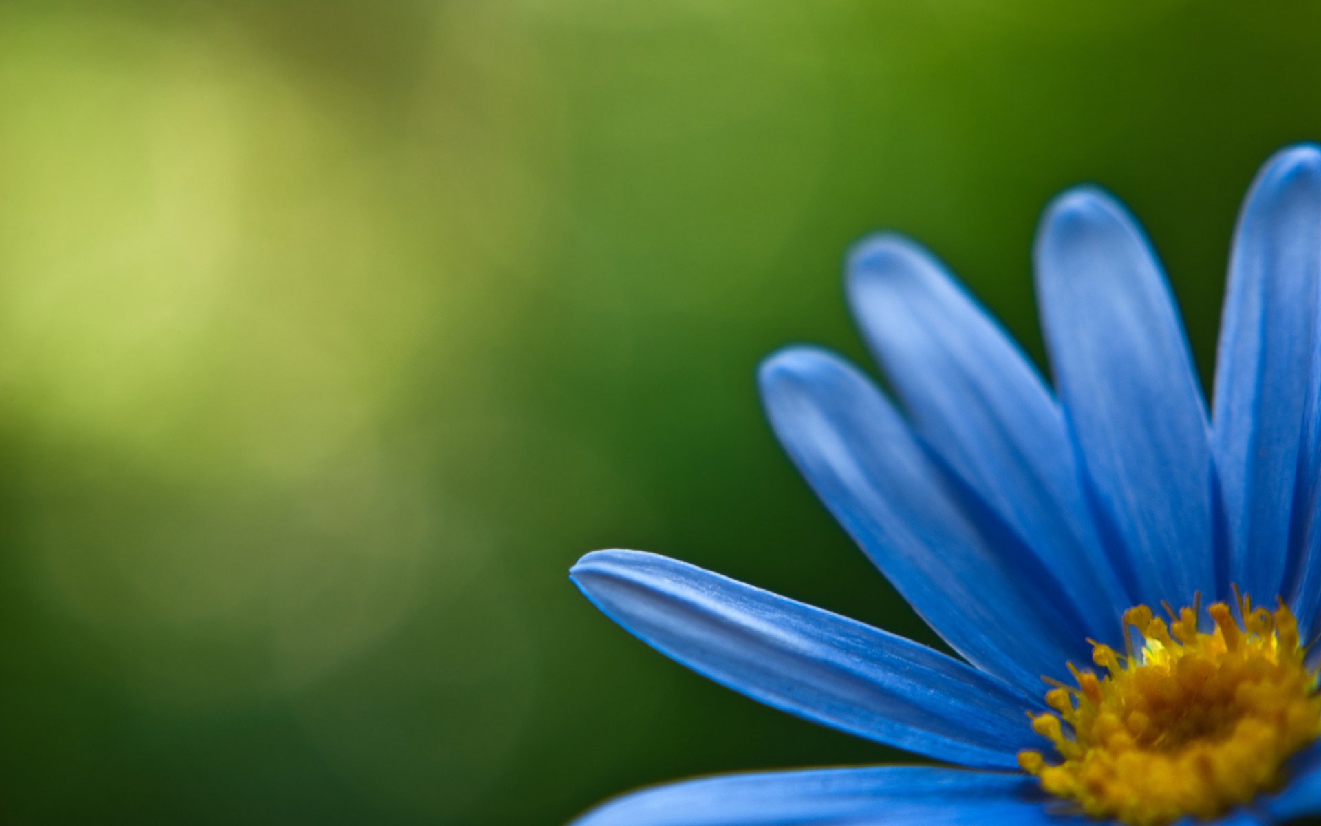 zweige blütenblatt blumen blümchen blümchen blüten