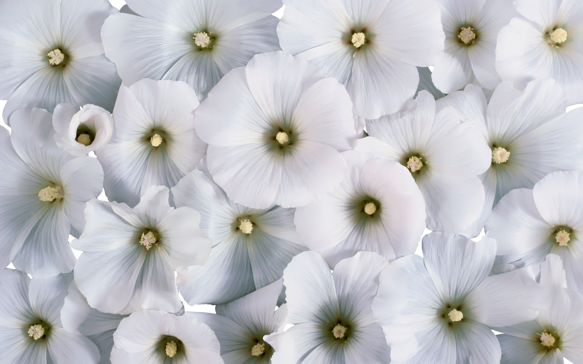 lavatera flores blancas fondo flores