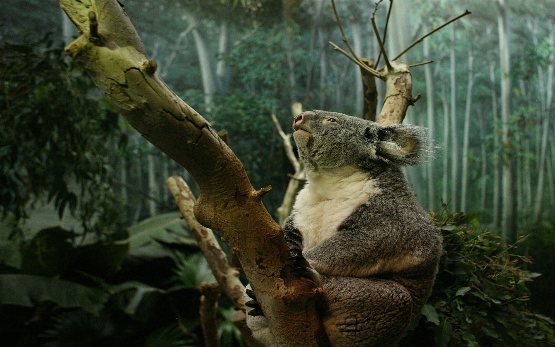 koala zampe artigli foresta albero tronco