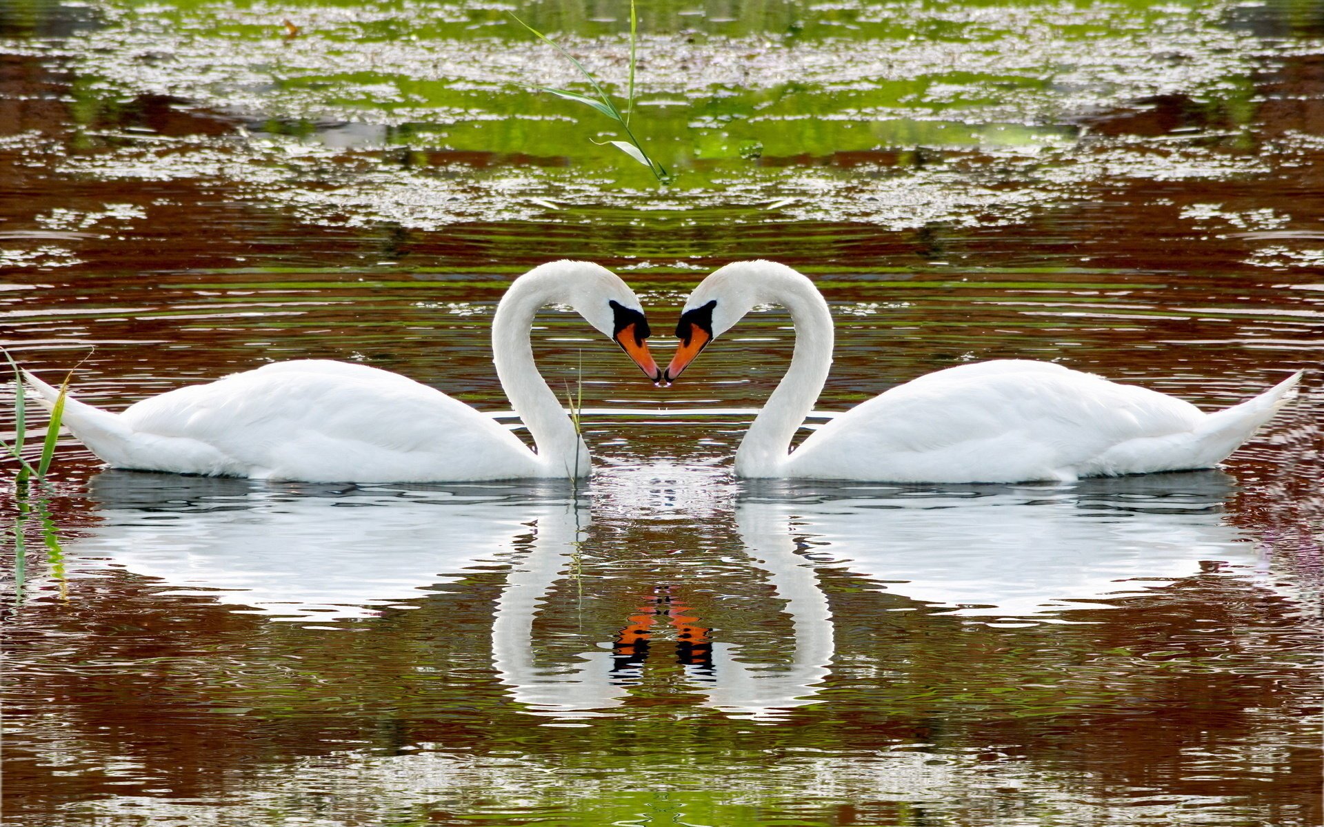 animaux cygnes lac rivière eau réflexion