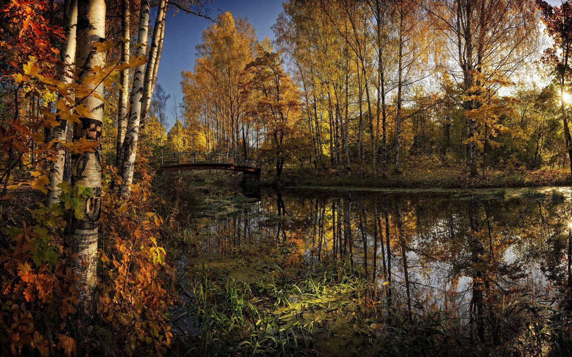 foresta fiume alberi autunno fogliame giallo acqua ponte