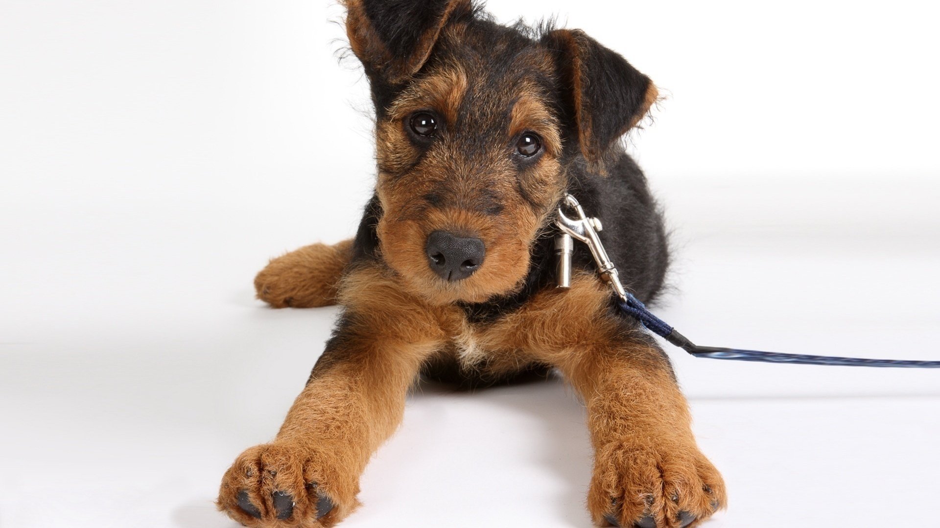 airedale terrier chien se trouve laisse chiot