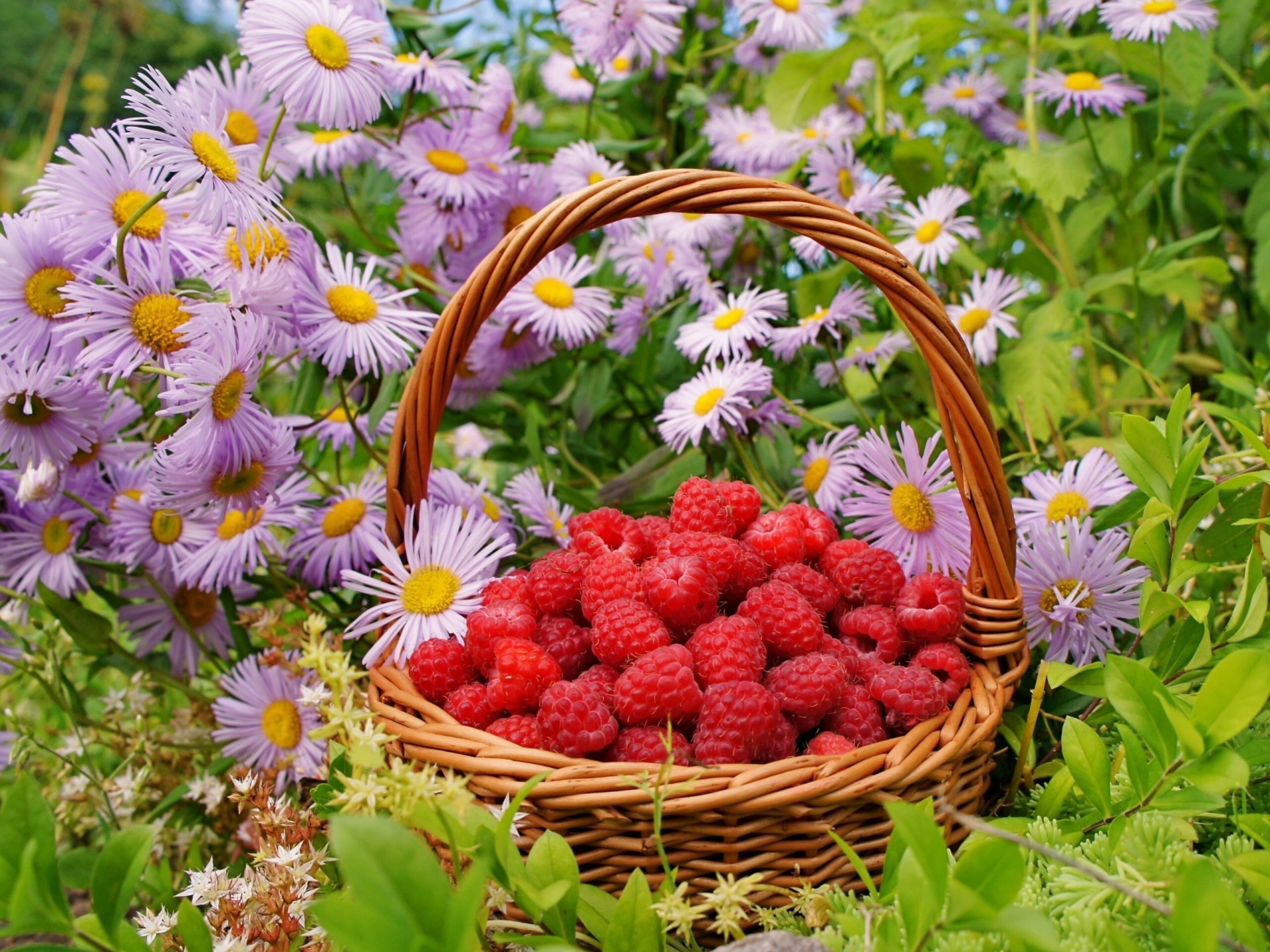 korb beeren himbeeren blumen