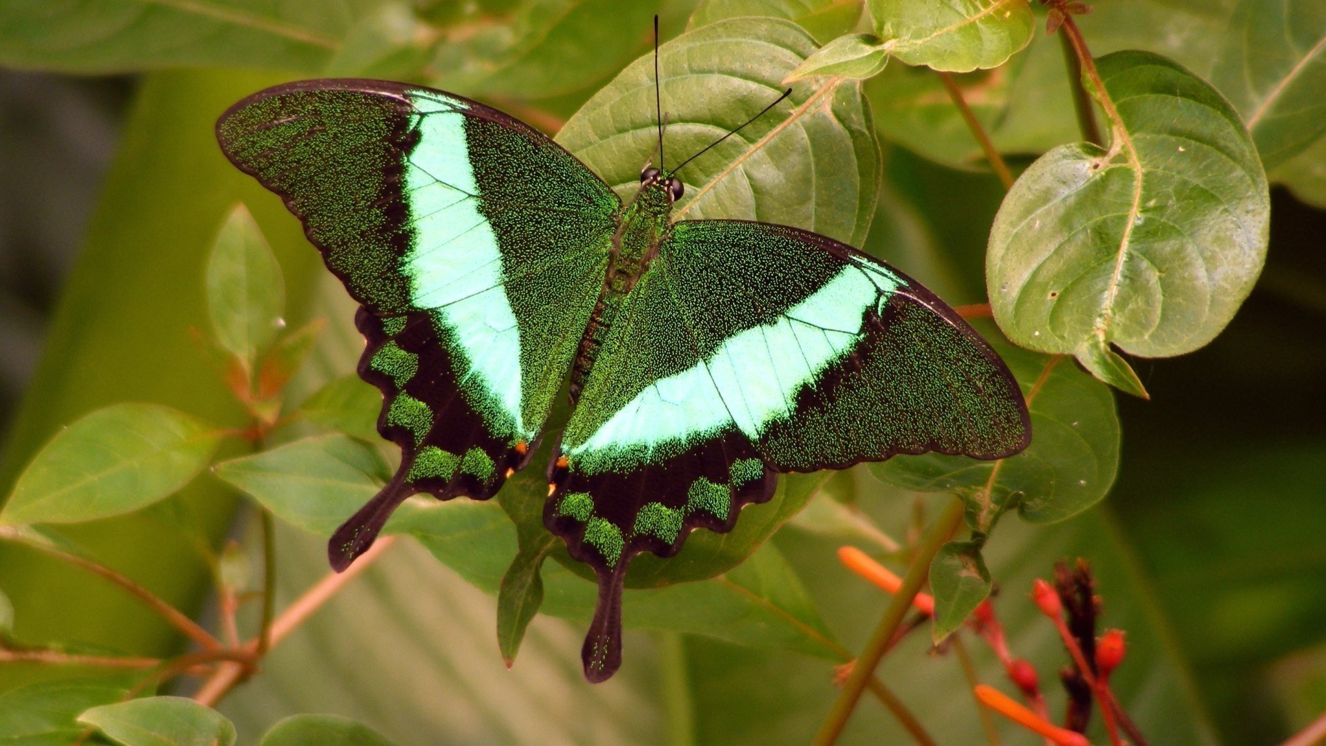 motyl liście zieleń