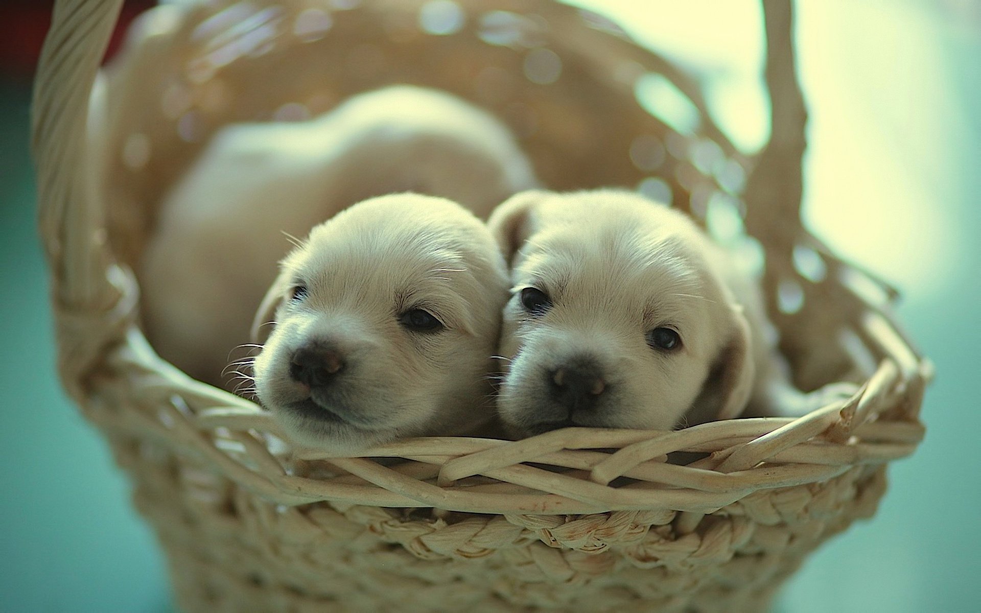 dog puppies basket