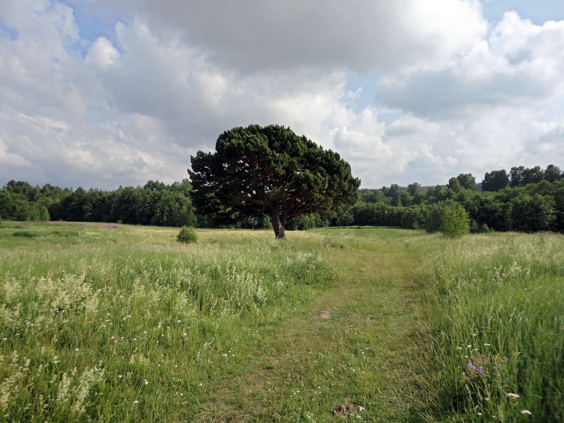 pine road clouds forest tree grass the bushes bush