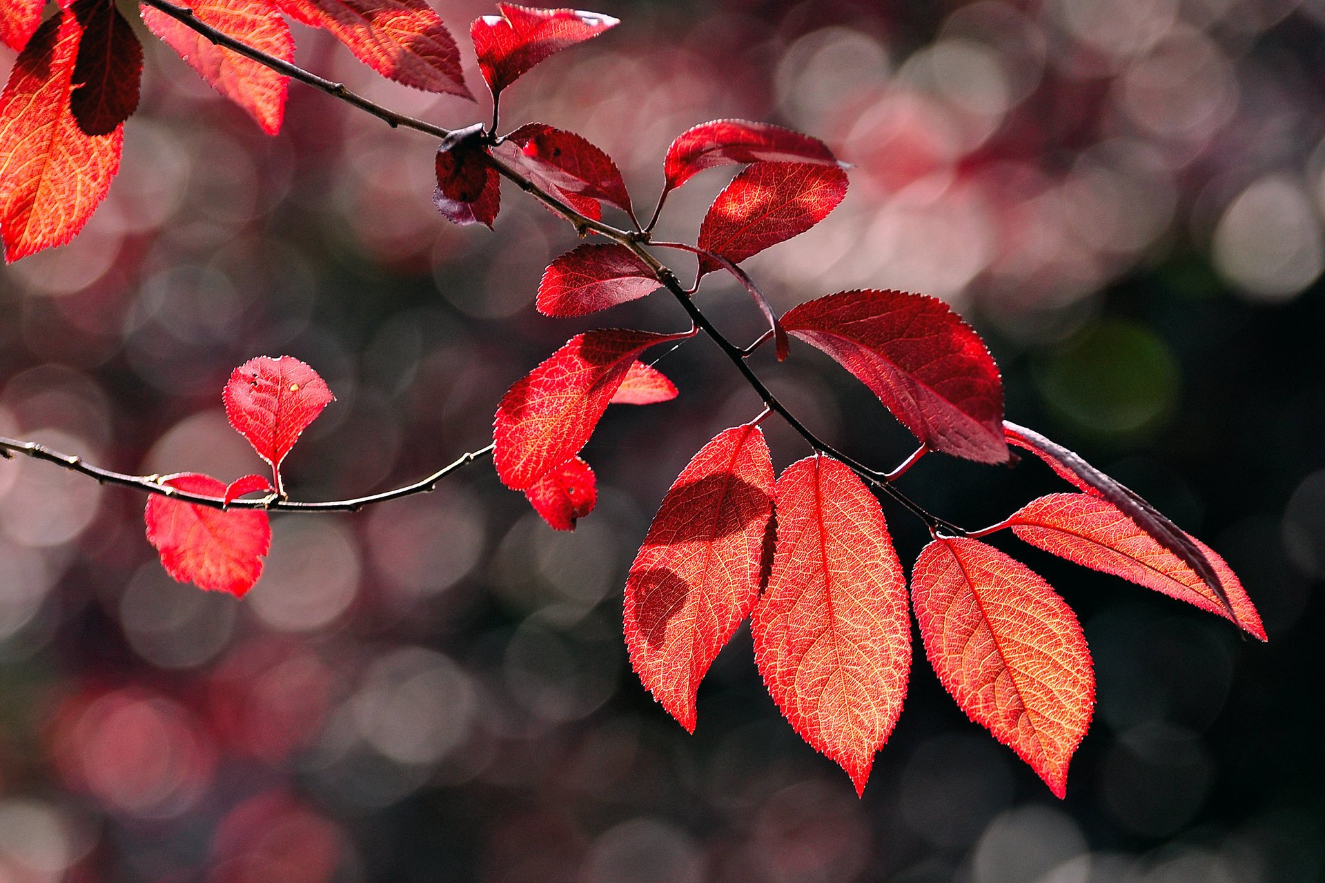 macro éblouissement automne feuillage branche rouge