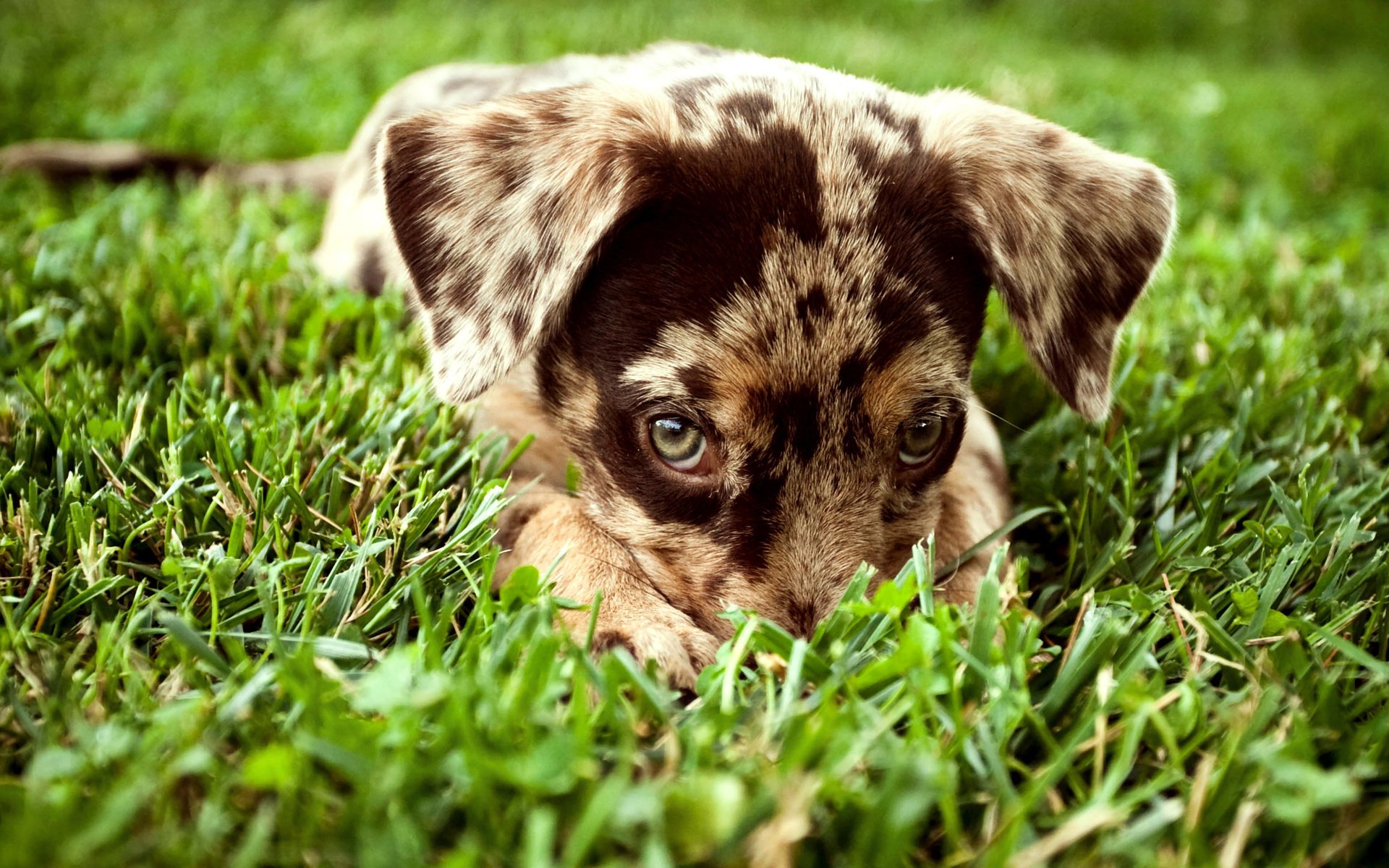 perro mirada hierba cachorro manchado