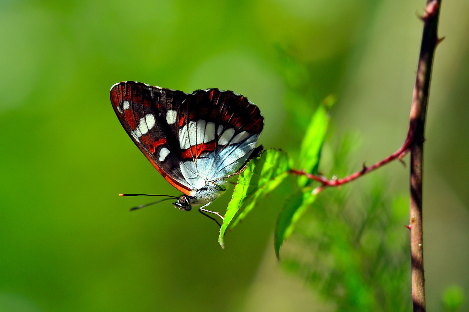 papillon feuillage branche