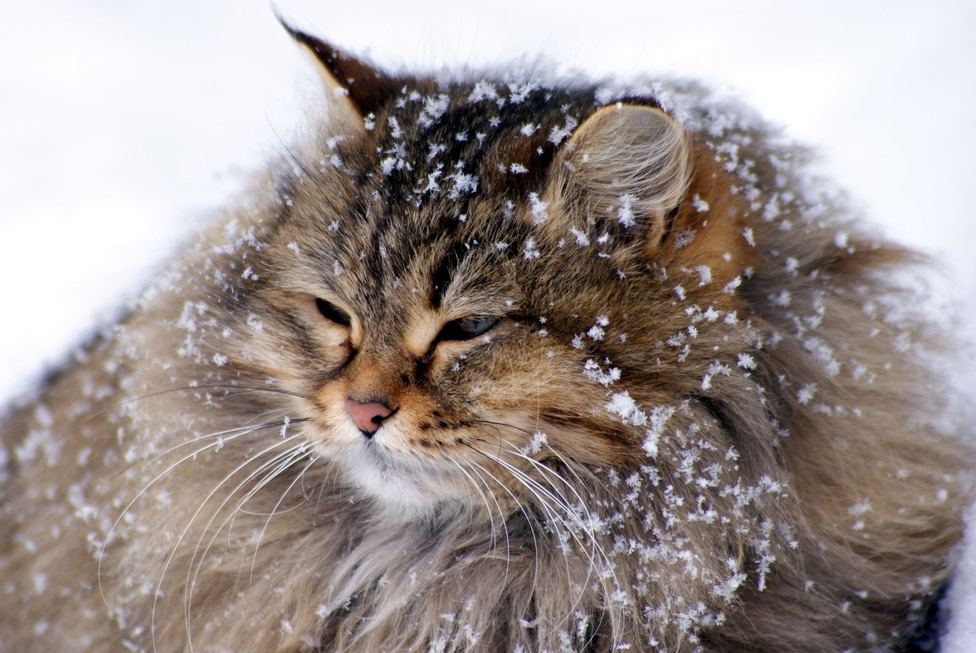 gigante inverno neve fiocchi di neve