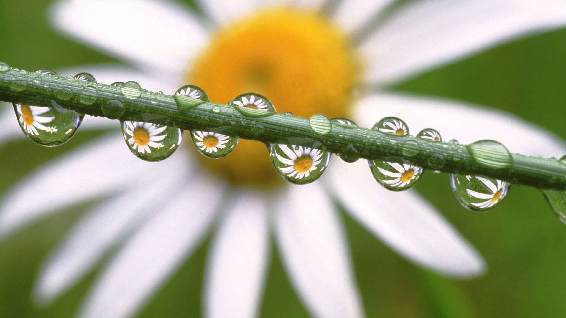 flores daisies in the dewdrops margarita gotas