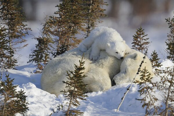 A little bear cub is sitting on a polar bear