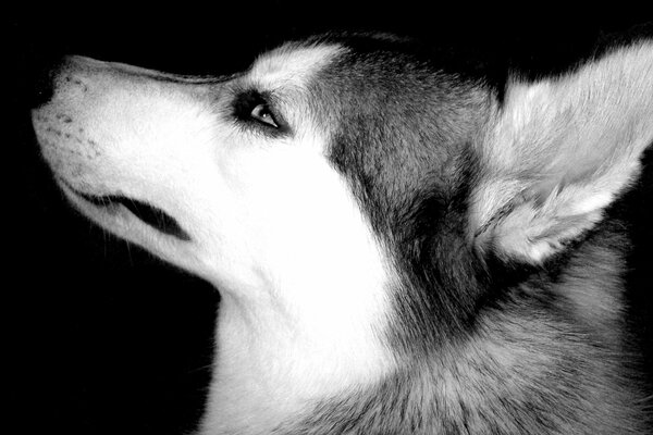 Schwarz-Weiß-Foto eines Hundes der Rasse Husky