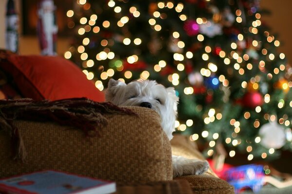 The lights on the Christmas tree create a wonderful mood