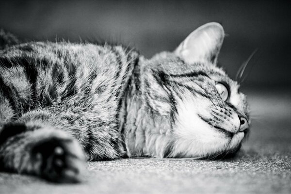 Image en noir et blanc avec un chat couché