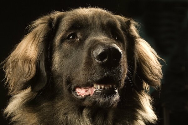 Leonberger ha occhi intelligenti e belli