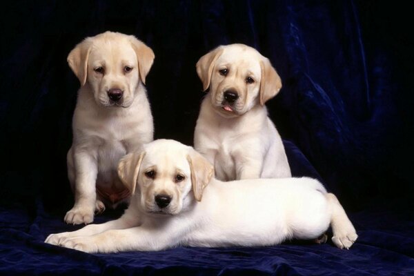 Tre cuccioli di Labrador su sfondo blu