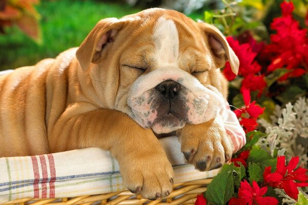 Bulldog inglese che dorme in un cestino