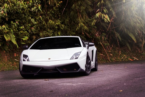 Lamborghini sullo sfondo delle piante della famiglia delle Felci