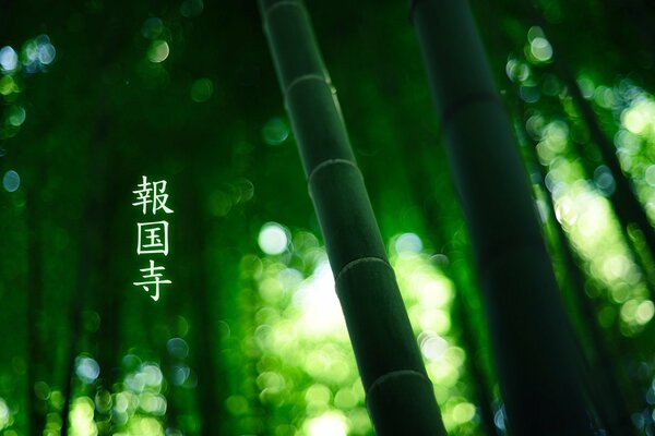 Bamboo thickets in the Asian forest