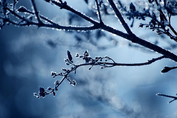 Beautiful image of a branch in the cold