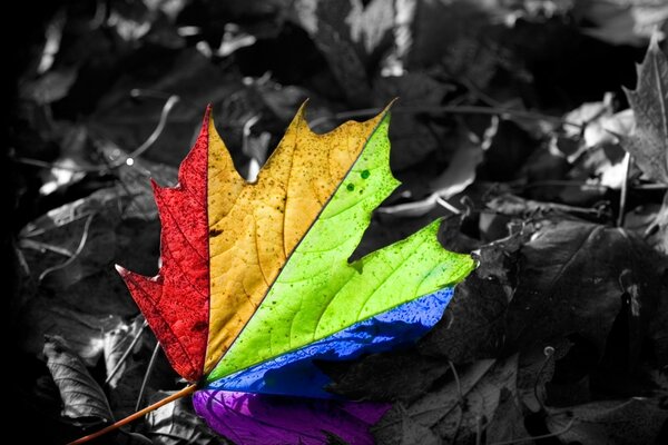 Foglia d acero nel colore dell arcobaleno