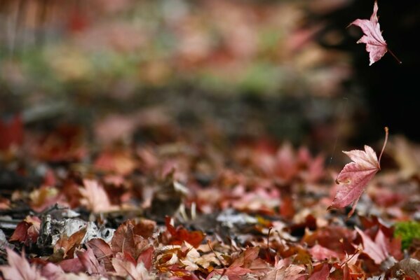 The road of crimson leaves