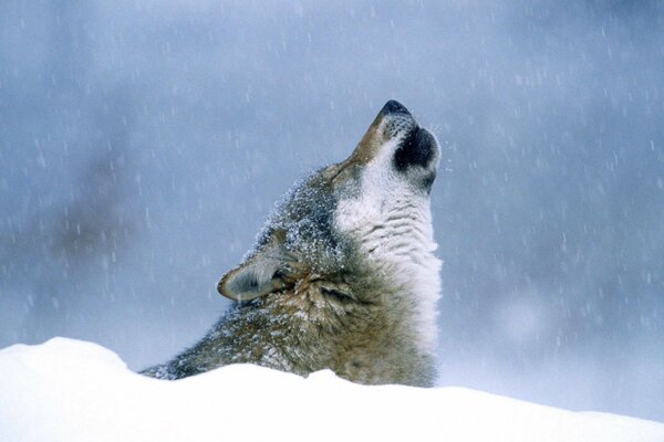 A wolf howls in snowy weather