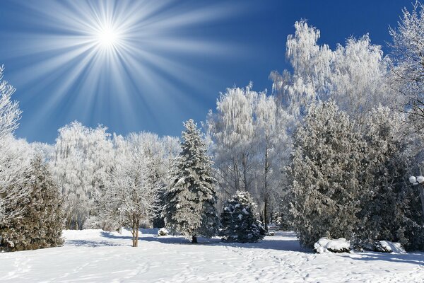 Giornata invernale soleggiata nella foresta