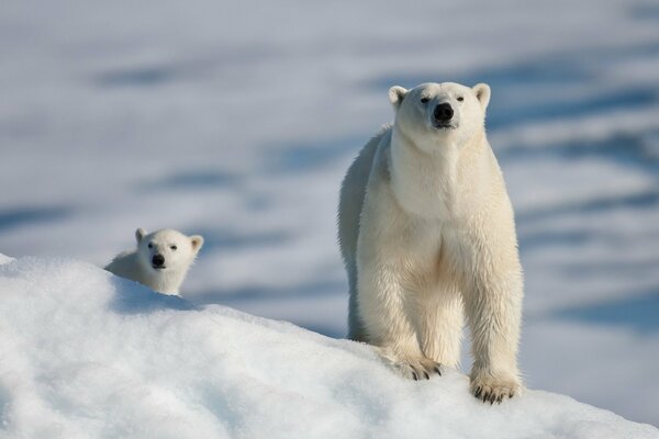 Ours blanc avec maman ours