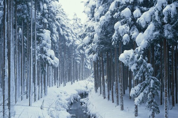 Ein Bach im winterlichen Nadelwald