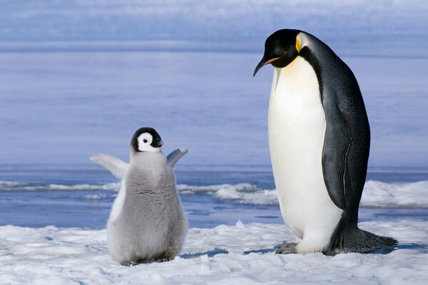 Funny baby penguin on an ice floe