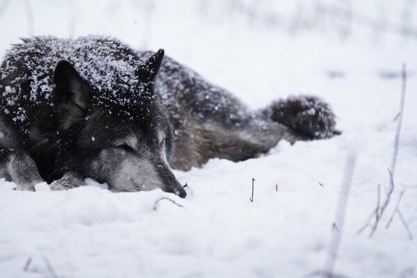 The wolf is lying on the white snow