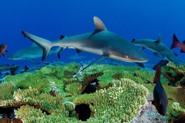 Troupeau de requins parmi les coraux