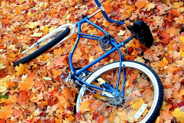 A bicycle on an autumn carpet of leaves