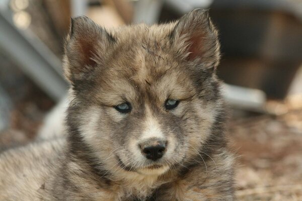 Niedlicher Husky-Hundewelpe