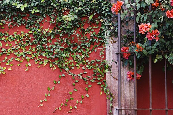 A flowering vine has braided the wall